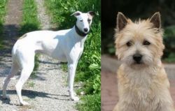 Kaikadi vs Cairn Terrier - Breed Comparison