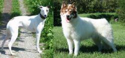 Kaikadi vs Canadian Eskimo Dog - Breed Comparison