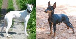 Kaikadi vs English Toy Terrier (Black & Tan) - Breed Comparison