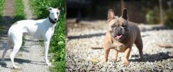 Kaikadi vs French Bulldog - Breed Comparison