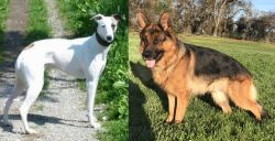 Kaikadi vs German Shepherd - Breed Comparison