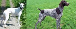 Kaikadi vs German Shorthaired Pointer - Breed Comparison