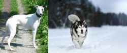 Kaikadi vs Siberian Husky - Breed Comparison