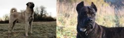 Kangal Dog vs Alano Espanol - Breed Comparison