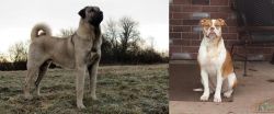 Kangal Dog vs Alapaha Blue Blood Bulldog - Breed Comparison