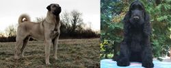 Kangal Dog vs American Cocker Spaniel - Breed Comparison