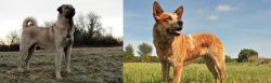 Kangal Dog vs Australian Red Heeler - Breed Comparison