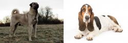 Kangal Dog vs Basset Hound - Breed Comparison