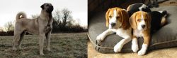 Kangal Dog vs Beagle - Breed Comparison