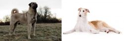 Kangal Dog vs Borzoi - Breed Comparison