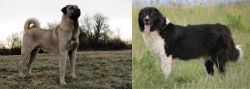 Kangal Dog vs Bulgarian Shepherd - Breed Comparison