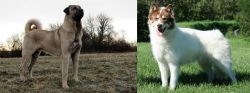 Kangal Dog vs Canadian Eskimo Dog - Breed Comparison