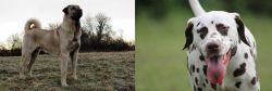 Kangal Dog vs Dalmatian - Breed Comparison