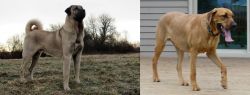 Kangal Dog vs Danish Broholmer - Breed Comparison