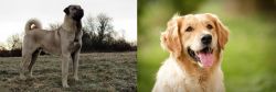 Kangal Dog vs Golden Retriever - Breed Comparison