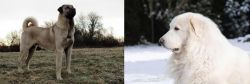 Kangal Dog vs Great Pyrenees - Breed Comparison