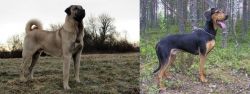 Kangal Dog vs Greek Harehound - Breed Comparison