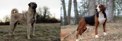 Kangal Dog vs Hamiltonstovare - Breed Comparison