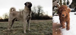 Kangal Dog vs Irish Doodles - Breed Comparison