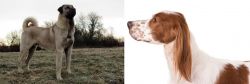 Kangal Dog vs Irish Red and White Setter - Breed Comparison