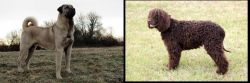 Kangal Dog vs Irish Water Spaniel - Breed Comparison