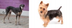 Kanni vs Australian Terrier - Breed Comparison