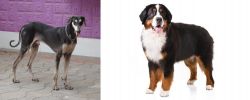 Kanni vs Bernese Mountain Dog - Breed Comparison