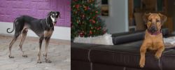 Kanni vs Black Mouth Cur - Breed Comparison