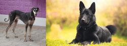 Kanni vs Black Norwegian Elkhound - Breed Comparison