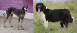 Kanni vs Bulgarian Shepherd - Breed Comparison
