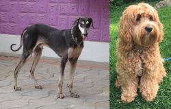 Kanni vs Cockapoo - Breed Comparison