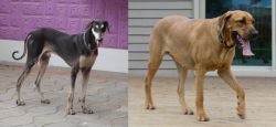 Kanni vs Danish Broholmer - Breed Comparison