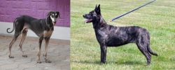 Kanni vs Dutch Shepherd - Breed Comparison