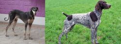 Kanni vs German Shorthaired Pointer - Breed Comparison