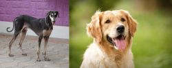 Kanni vs Golden Retriever - Breed Comparison