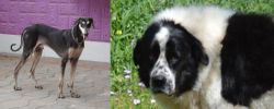 Kanni vs Greek Sheepdog - Breed Comparison