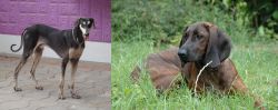 Kanni vs Hanover Hound - Breed Comparison