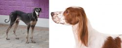 Kanni vs Irish Red and White Setter - Breed Comparison