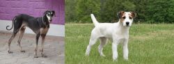 Kanni vs Jack Russell Terrier - Breed Comparison