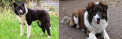 Karelian Bear Dog vs Aidi - Breed Comparison