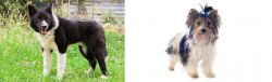 Karelian Bear Dog vs Biewer - Breed Comparison