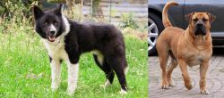 Karelian Bear Dog vs Boerboel - Breed Comparison
