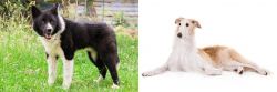 Karelian Bear Dog vs Borzoi - Breed Comparison