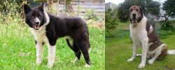 Karelian Bear Dog vs Cao de Gado Transmontano - Breed Comparison