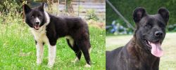 Karelian Bear Dog vs Cao Fila de Sao Miguel - Breed Comparison