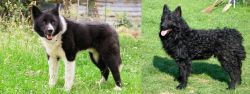 Karelian Bear Dog vs Croatian Sheepdog - Breed Comparison