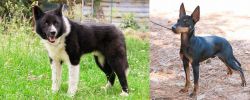 Karelian Bear Dog vs English Toy Terrier (Black & Tan) - Breed Comparison