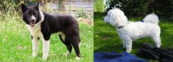 Karelian Bear Dog vs Franzuskaya Bolonka - Breed Comparison