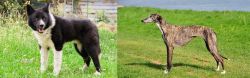 Karelian Bear Dog vs Galgo Espanol - Breed Comparison