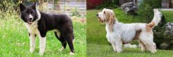 Karelian Bear Dog vs Grand Griffon Vendeen - Breed Comparison